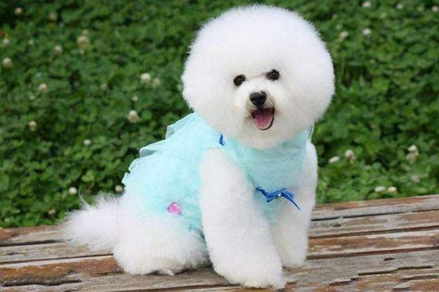 母比熊的优点,比熊应该怎么养才好看呢