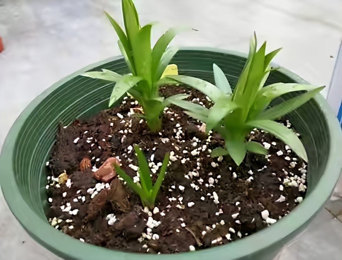 四季开花的室内盆栽种球花卉,爆盆又好养的种球花