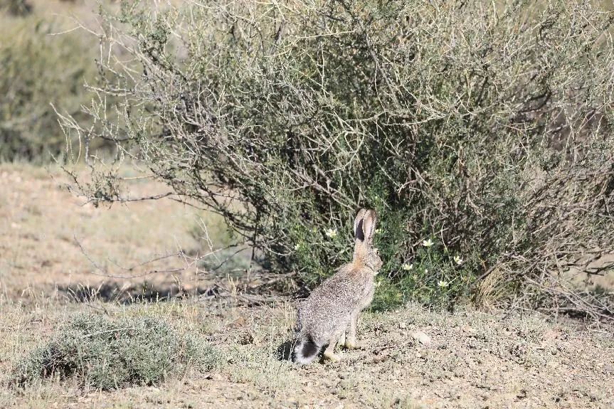 鼠兔在血缘上更接近鼠还是兔,鼠兔更像什么属相