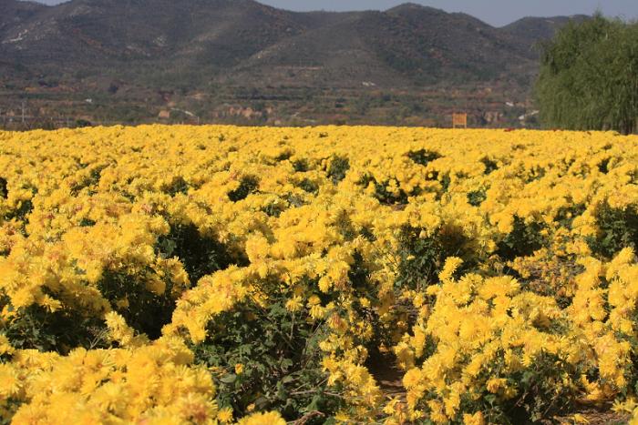 成都自驾游小众攻略三天,成都周边自驾旅游攻略自由行攻略