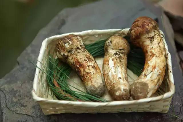 松茸美味不可抵挡,松茸独一无二