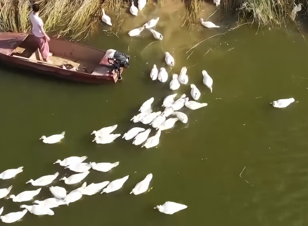 返乡创业养鱼一年要卖五十万,男子回乡养鱼创业年销售额上千万