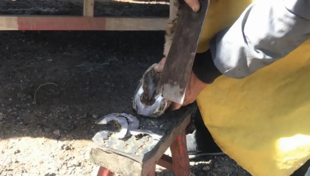 解压视频赶海挖东西,赶海的解压视频