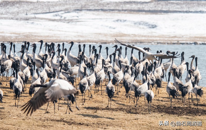 高原精灵黑颈鹤越冬之地——大山包（云、藏自驾旅行纪实之一）