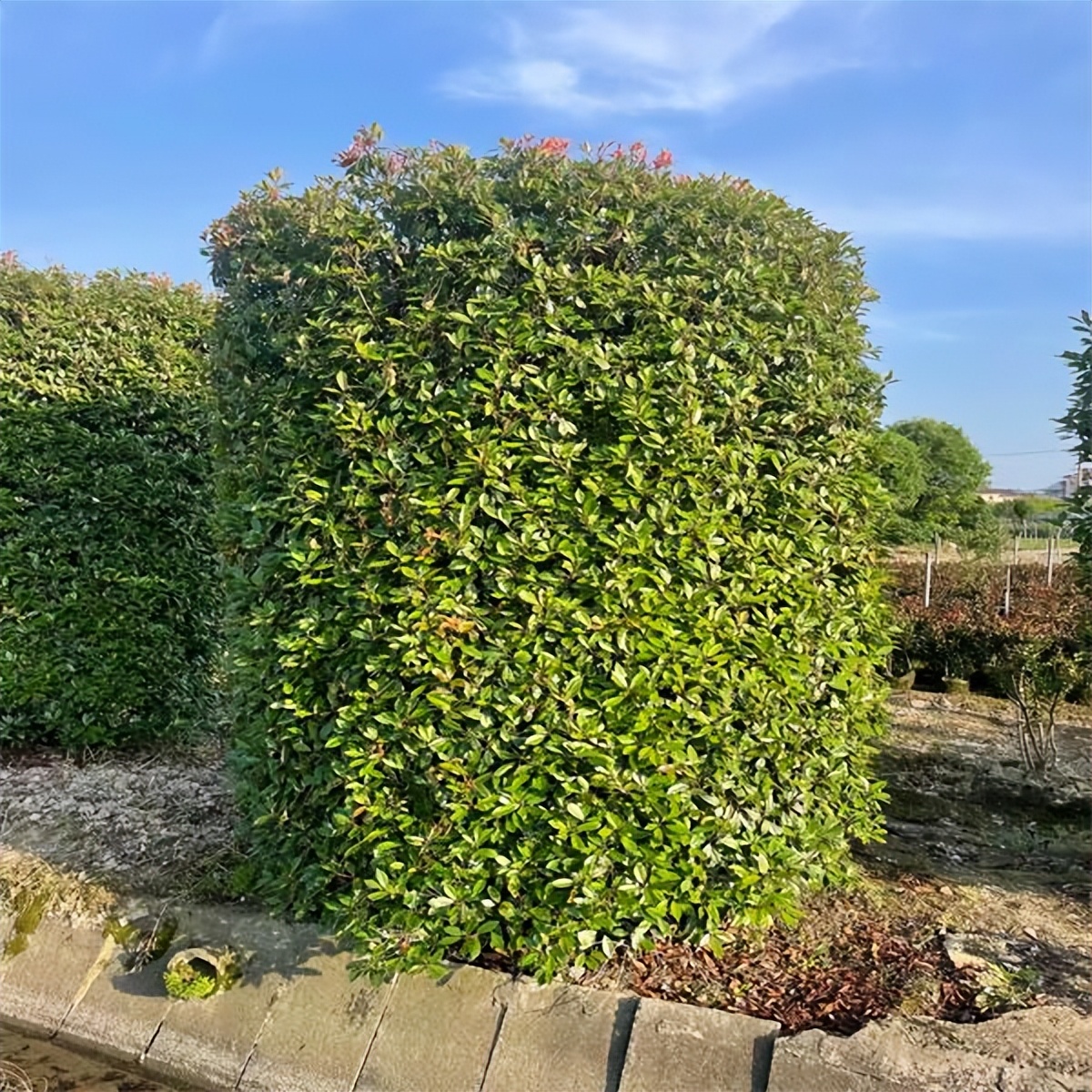 4米的红叶石楠柱价格是多少,金华红叶石楠柱批发价格