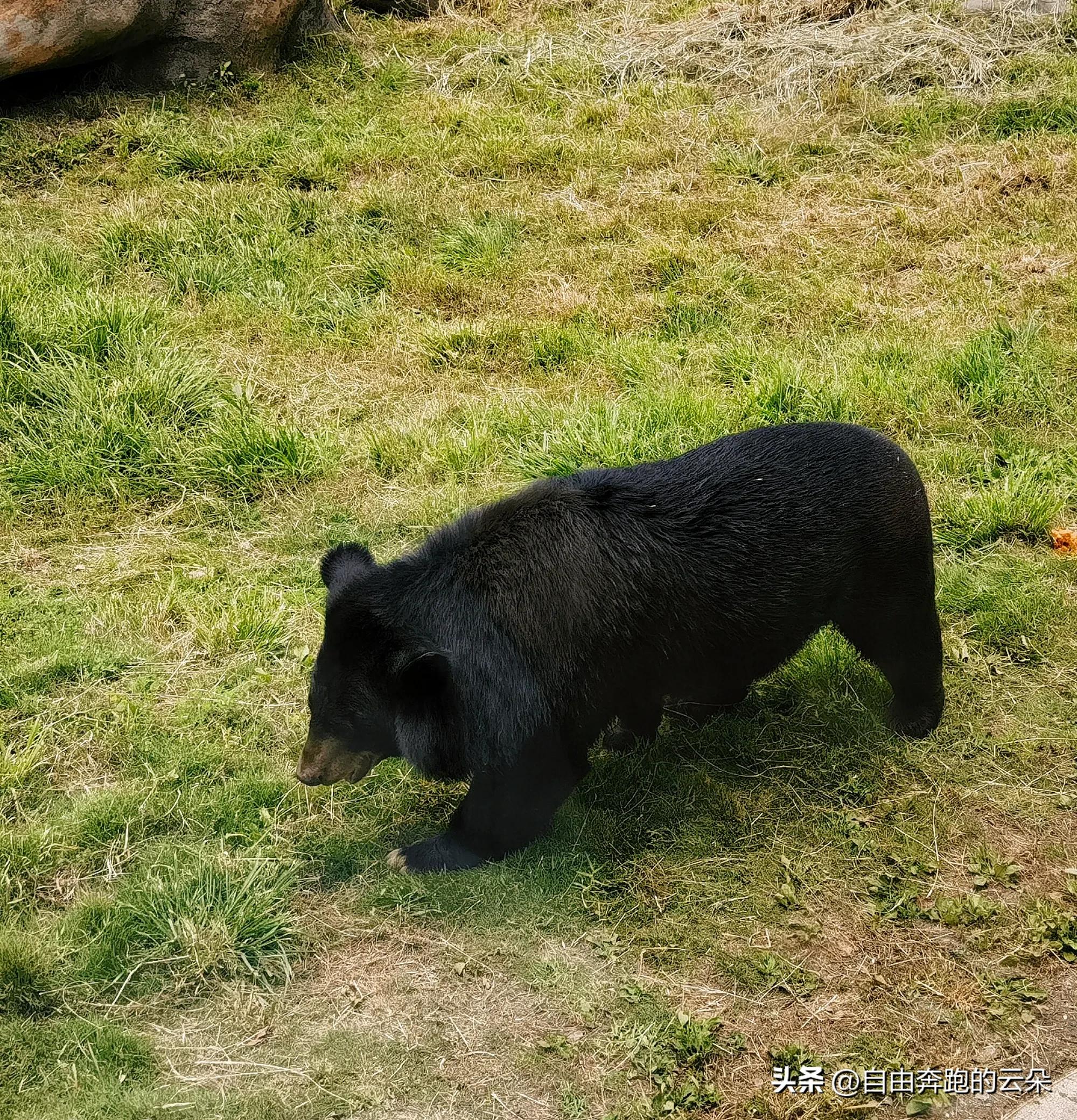 长沙生态动物园门票小孩免费吗,长沙生态动物园门票多少钱一个人