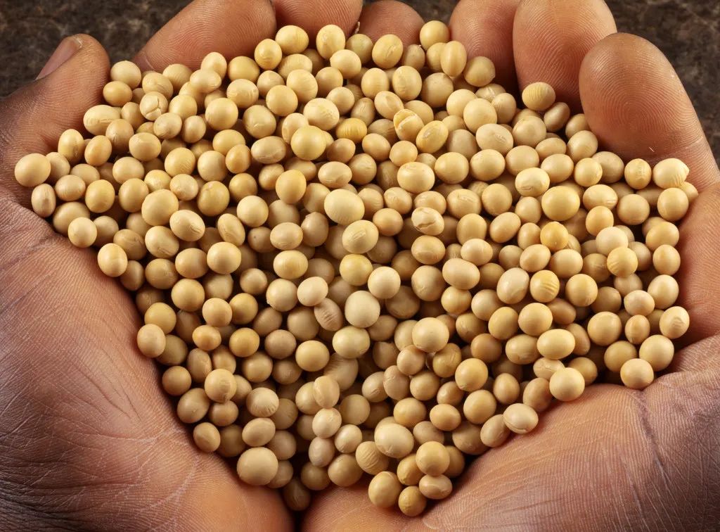 五谷杂粮有多少种豆类,五谷杂粮都有哪些豆类