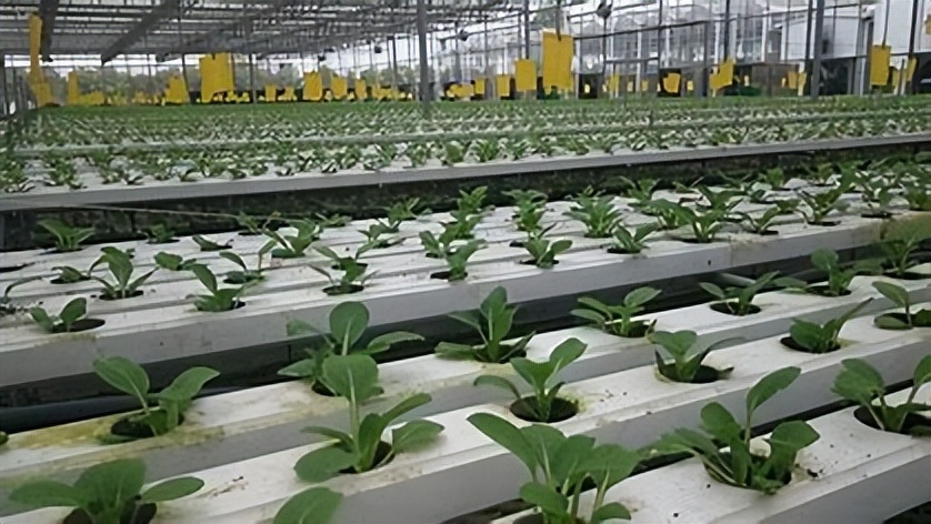 有机农业的基本特征,有机农业的利弊