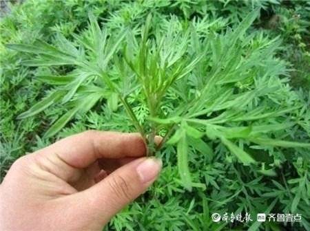 张春霞书法作品欣赏,张春霞书法视频