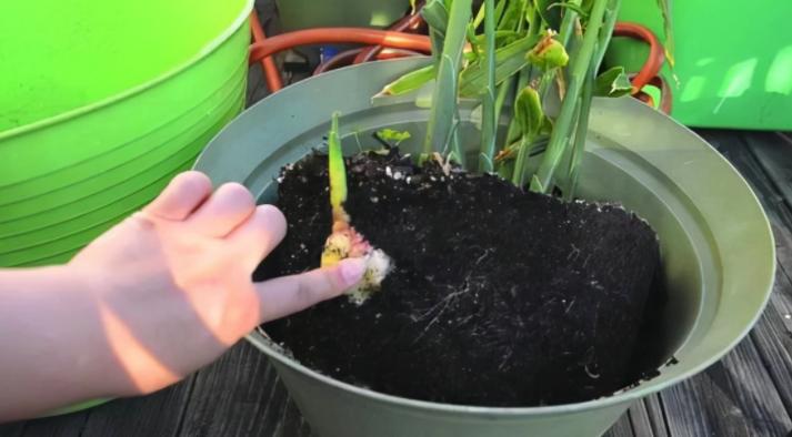 家庭种姜的正确方法和步骤,姜怎么种小技巧