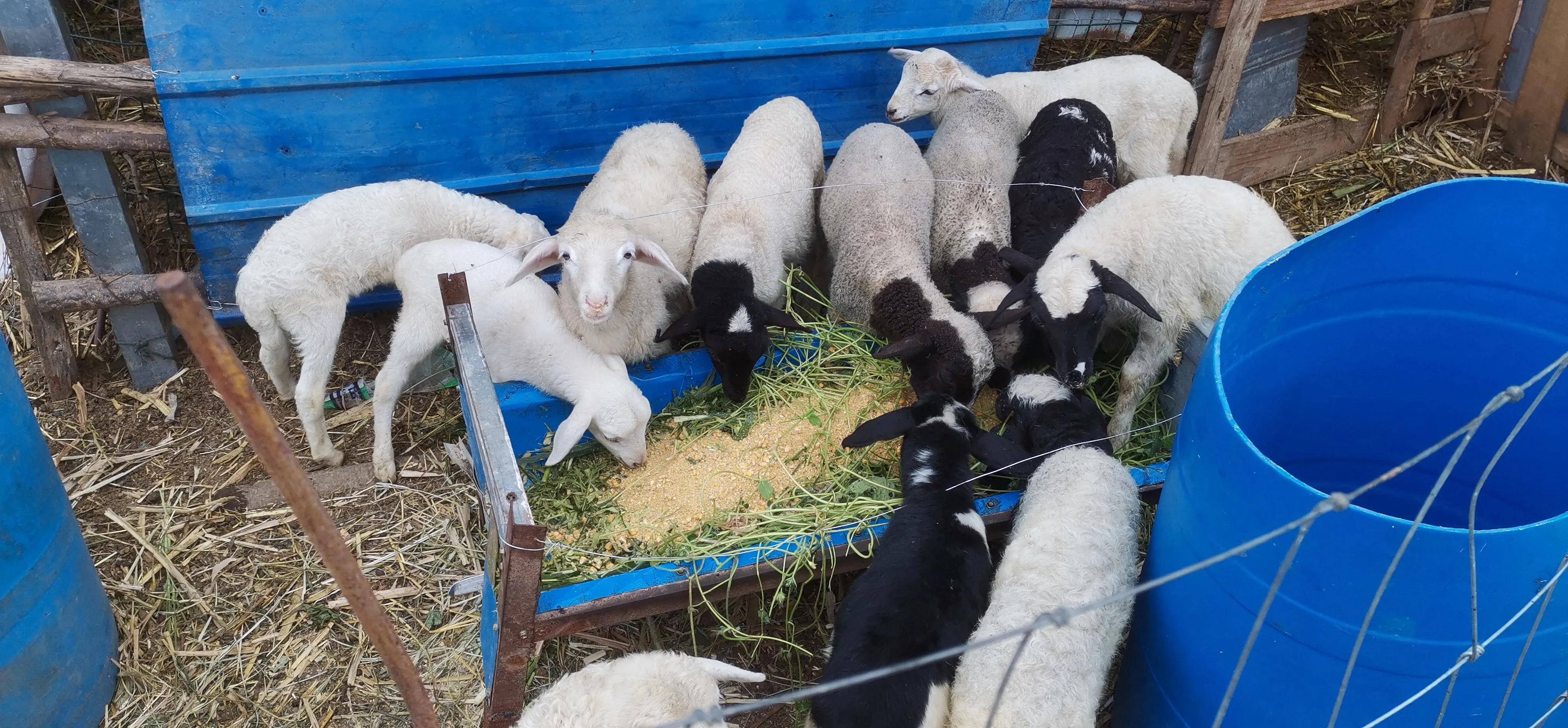 养羊和贩羊哪个利润高,养羊不挣钱的五大原因