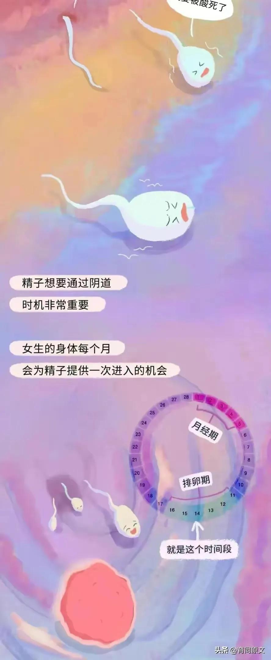 关于怀孕初期的漫画,漫画女性怀孕后都要经历些什么