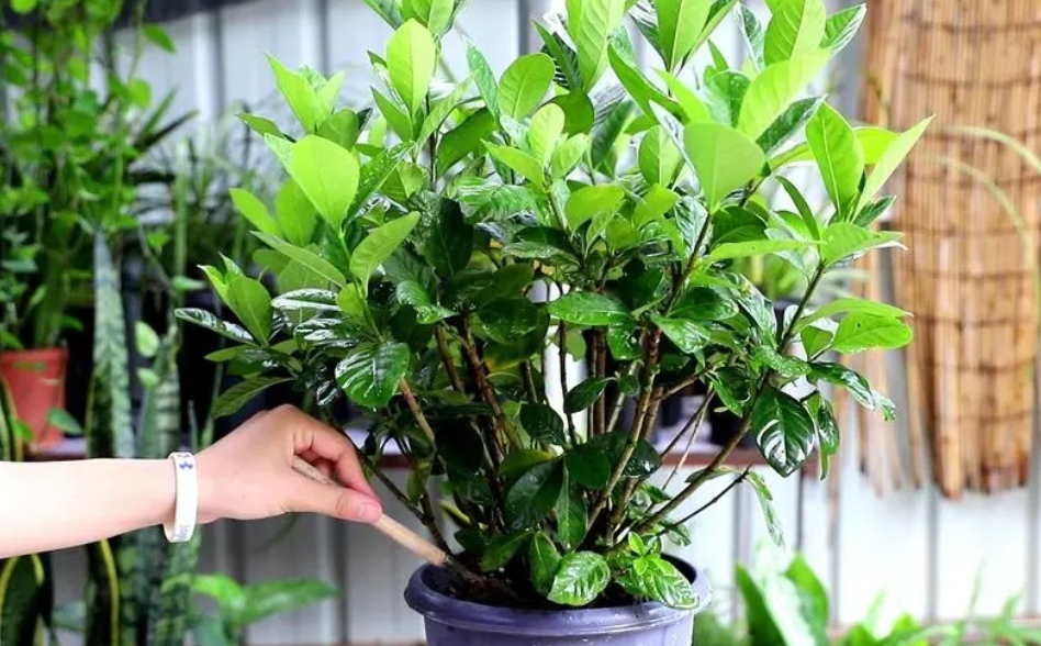 养花浇什么水花越长越肥越好看,栀子花4月怎么浇水