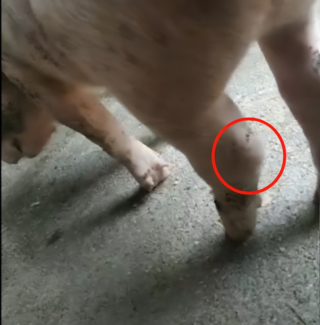 猪脚疼站不起来,猪脚受伤站不起来用什么药治