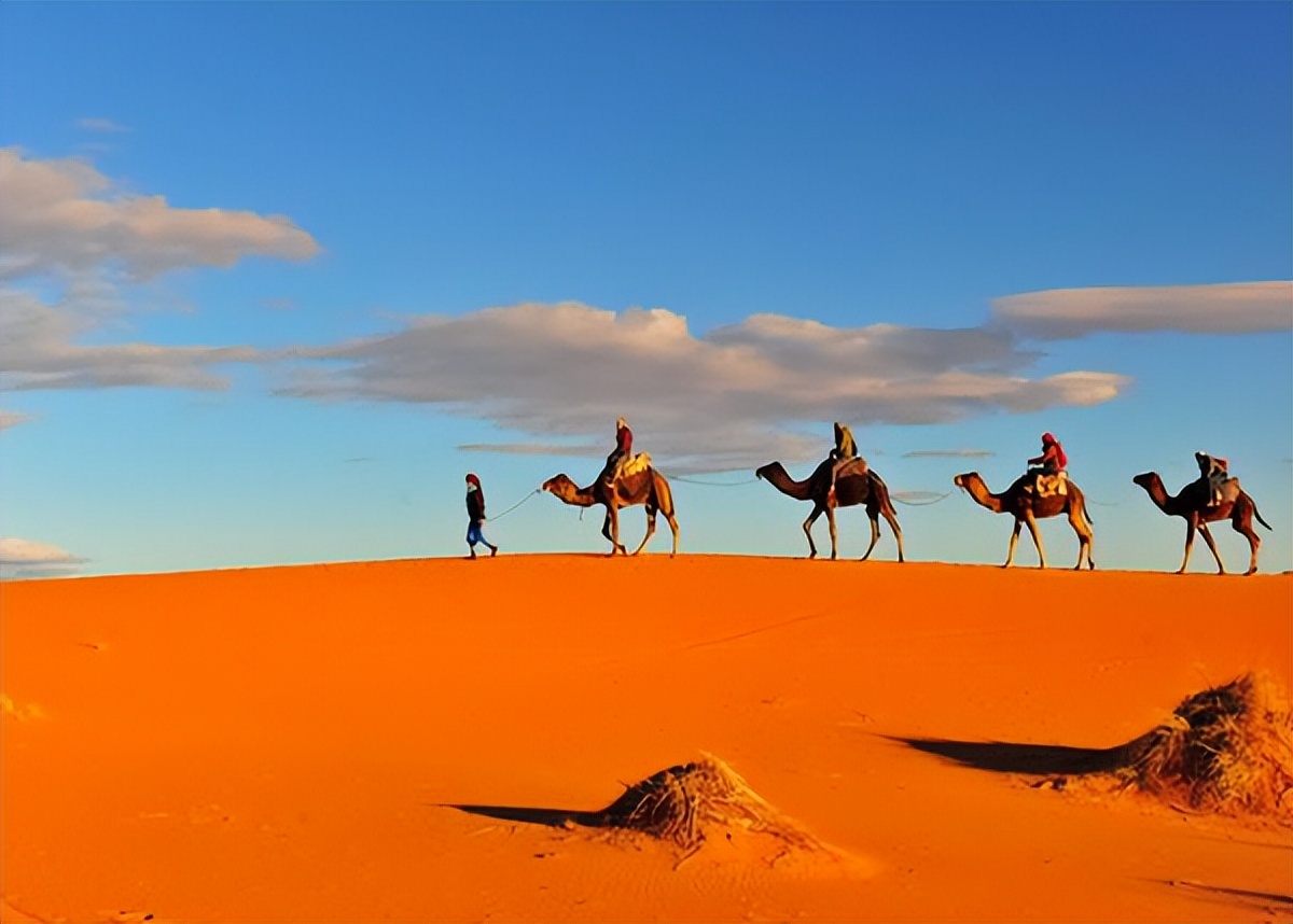 狮子与人类的关系,说说对狮子的了解