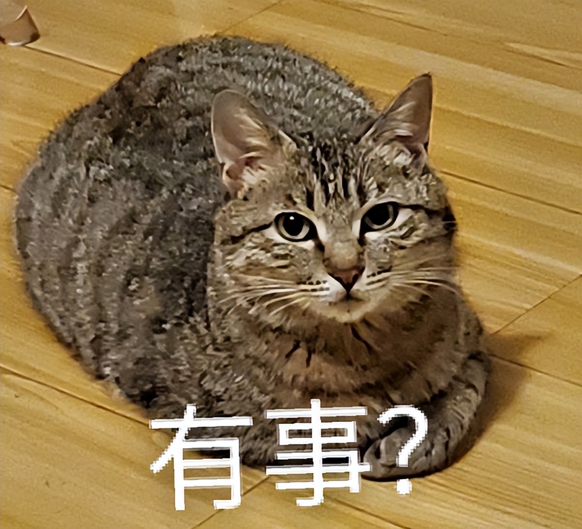 狸花猫护食该打吗,护主的狸花猫