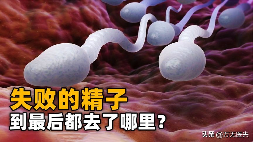 那些进入女性体内,没有成功“受精”的精子,最后都怎样了?