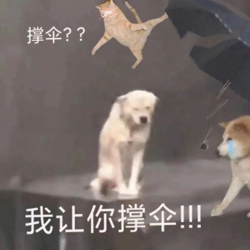 小狗给小狗撑伞表情包,小狗洗澡可爱超萌表情包