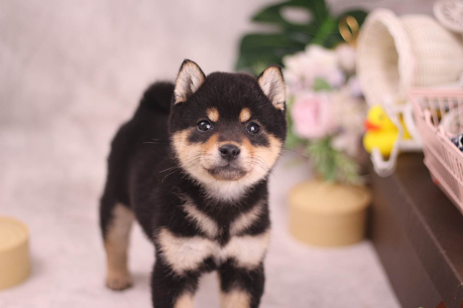 新手必看纯种柴犬到底怎么辨别,教你如何辨别纯种柴犬和串串