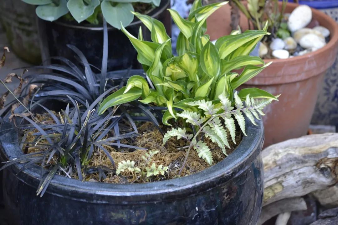 绱壊鐢昏暔鑰愬瘨,鏃ユ湰鐢昏暔鍏绘姢