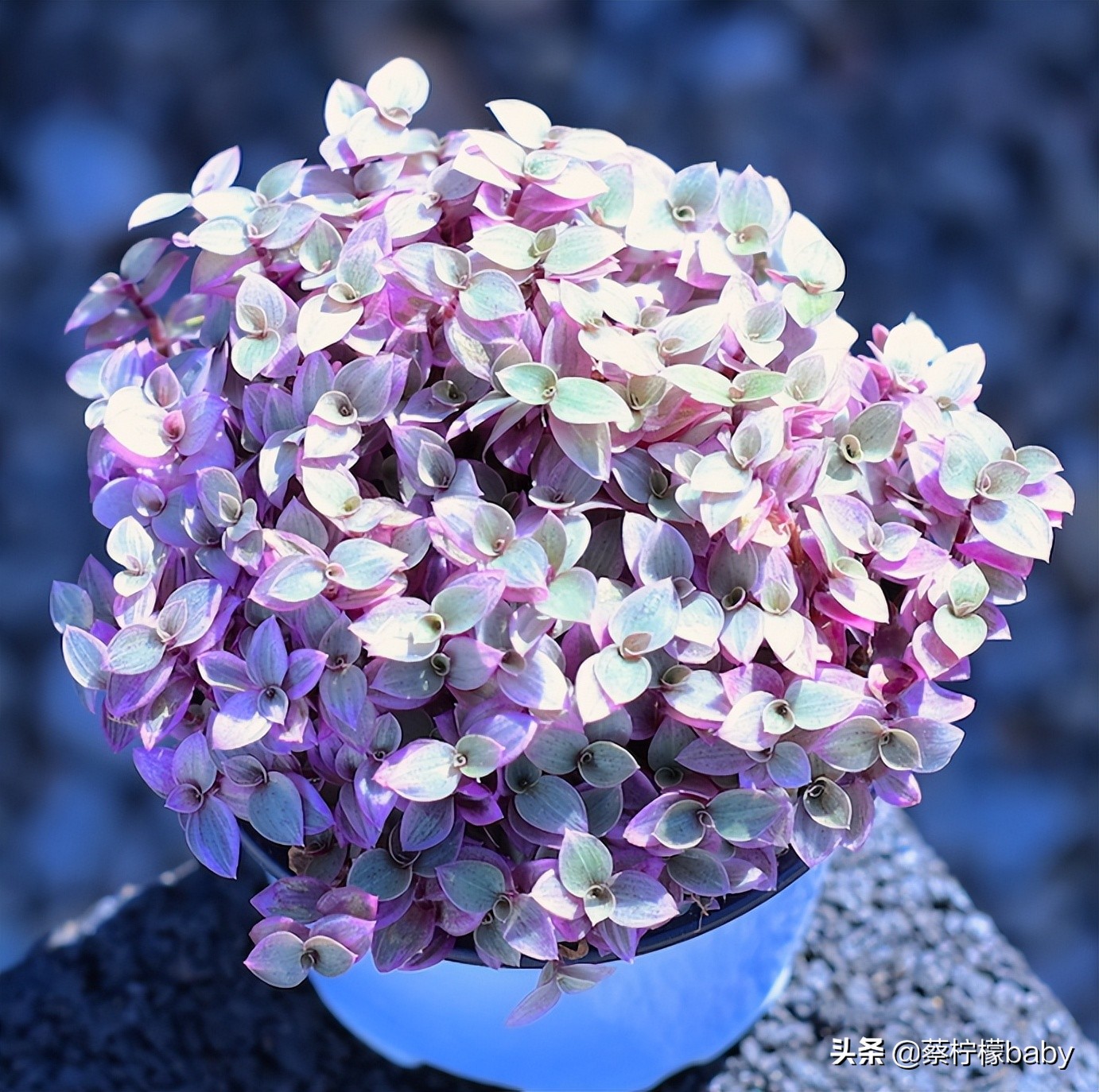 漂亮无毒的观叶植物,观叶植物嫣红蔓