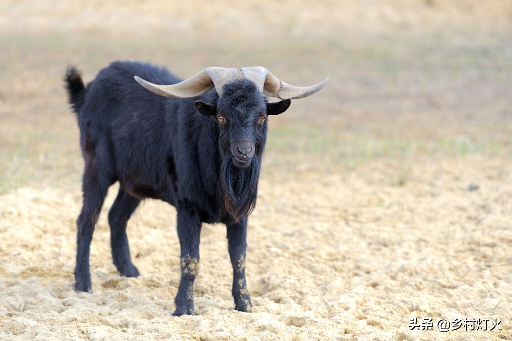 努比亚黑山羊前景如何,努比亚黑山羊养殖基地在什么地方