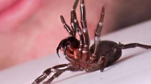 世界十大毒物动物,世界十大毒物排行榜的视频