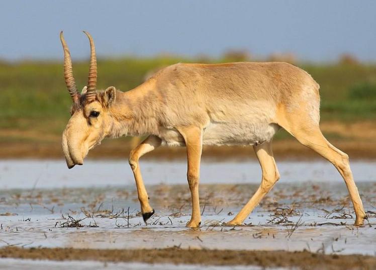 “最后的净土”夏尔西里：1998年才被我国收回，为何流落在外百年