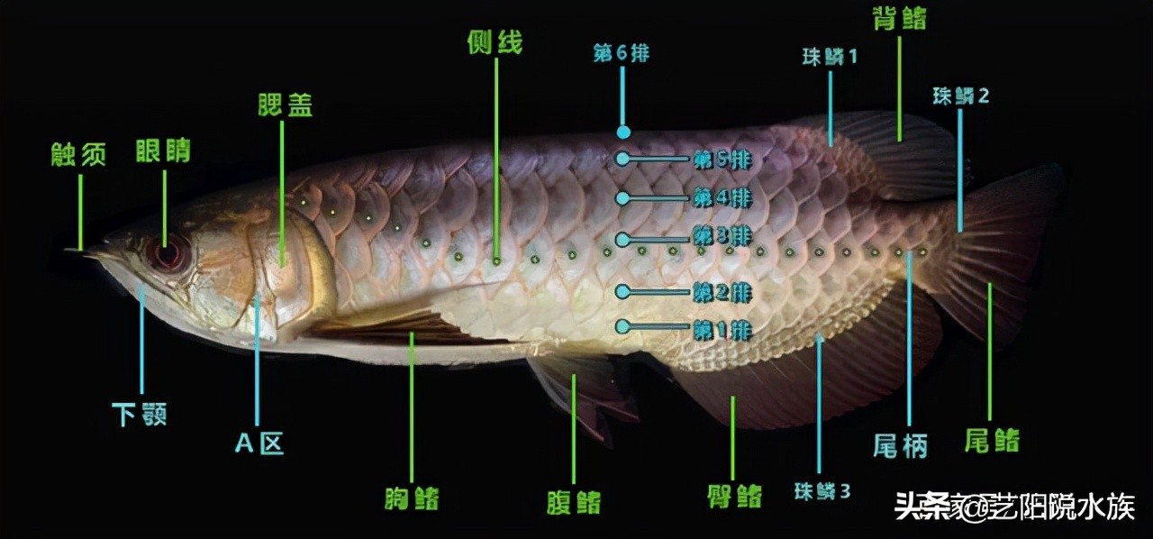 金龙鱼品质排行榜,如何判断小金龙鱼品质好坏