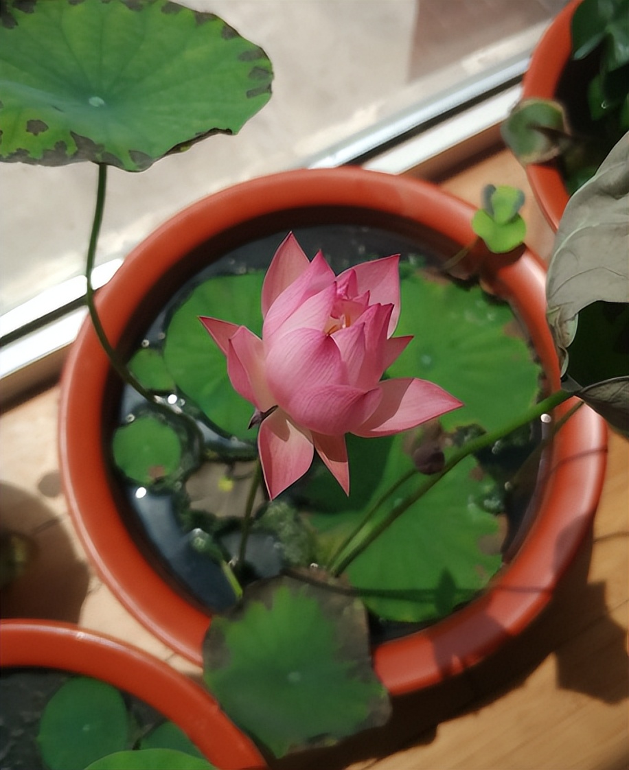 十大适合懒人种植的花,适合家庭种植的观赏花