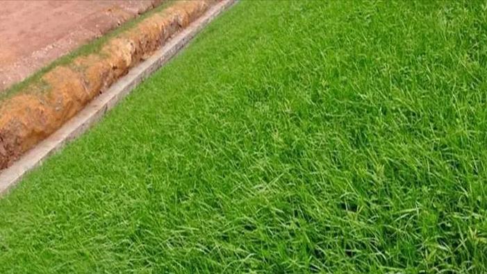 放牧强度对百喜草变草响应的影响