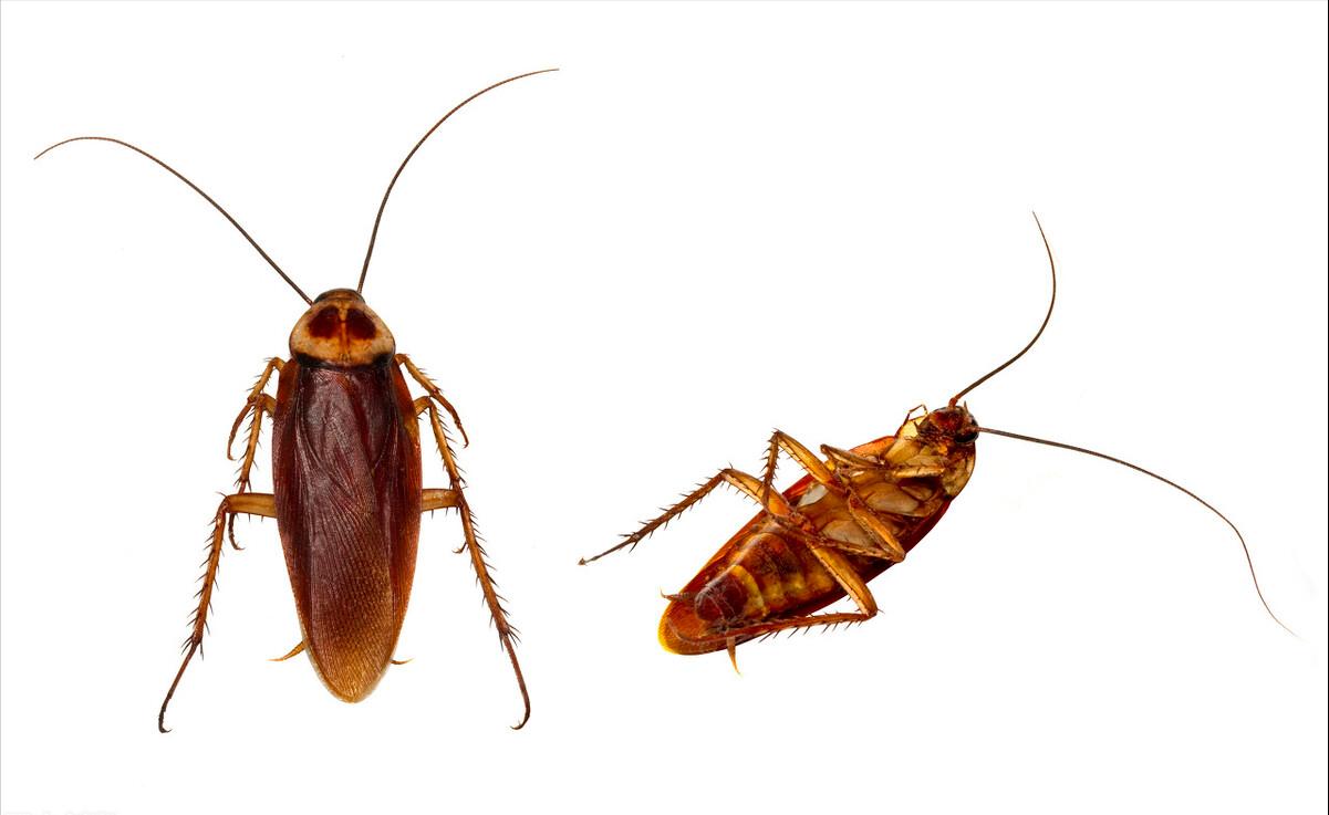 十年不吃不动还能存活的动物,可能还幸存的十大动物