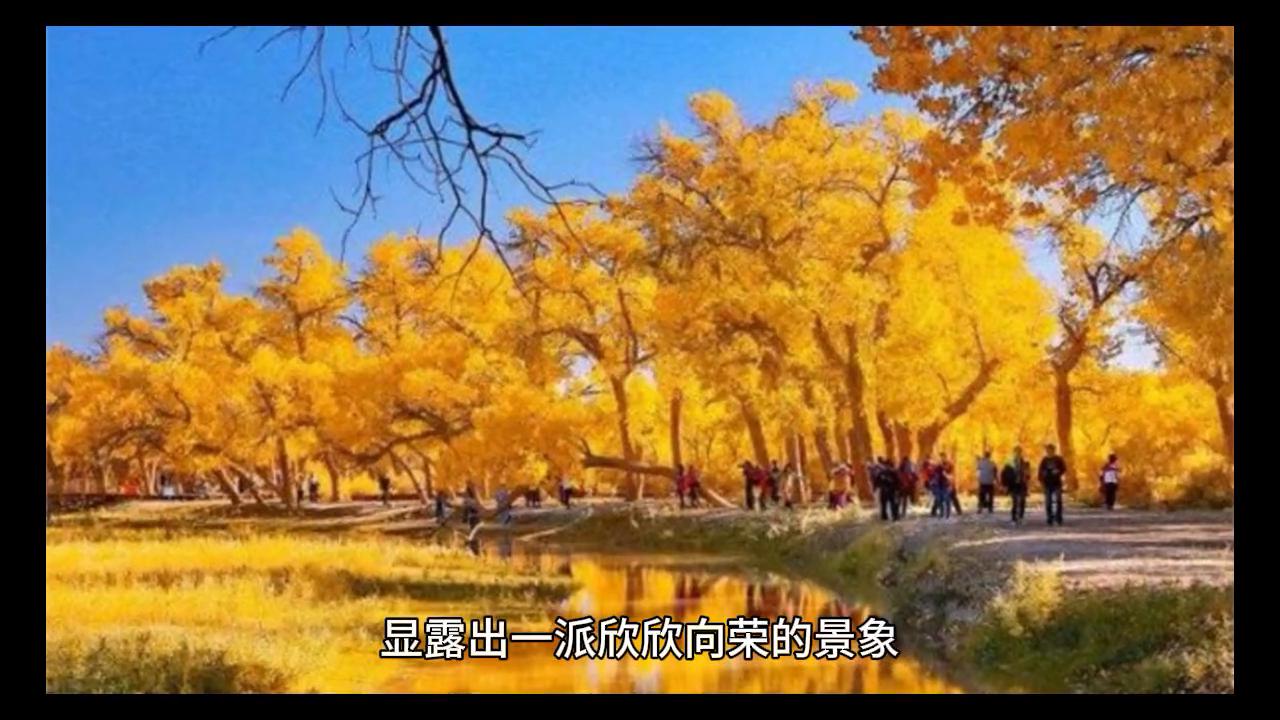 胡杨之美,原创胡杨林