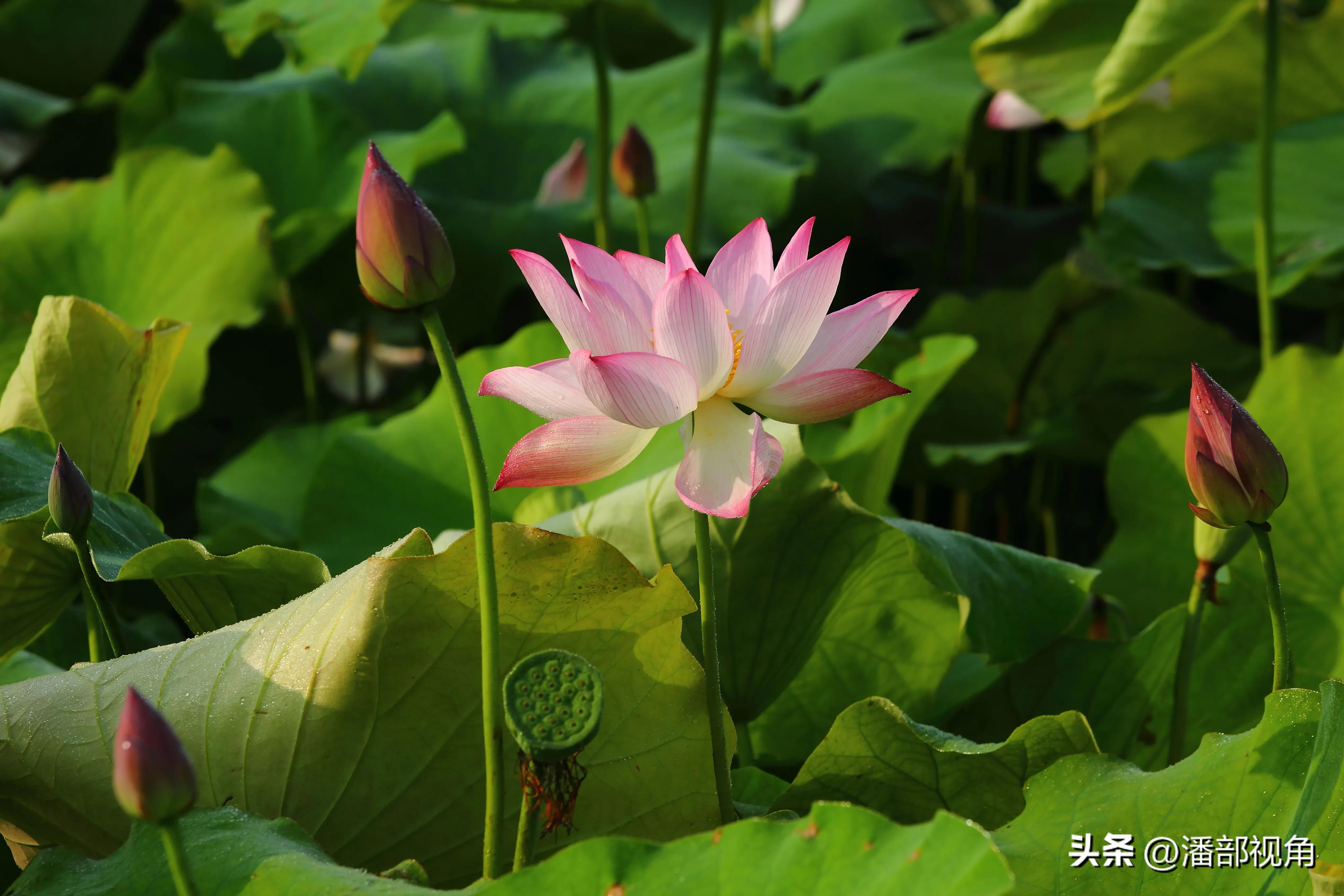 无锡七月底哪里的荷花开了,无锡太湖荷花开了吗