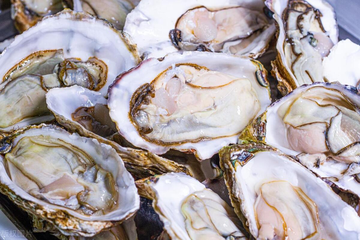 为什么中国生蚝没外国贵,正宗美国生蚝多少钱一斤