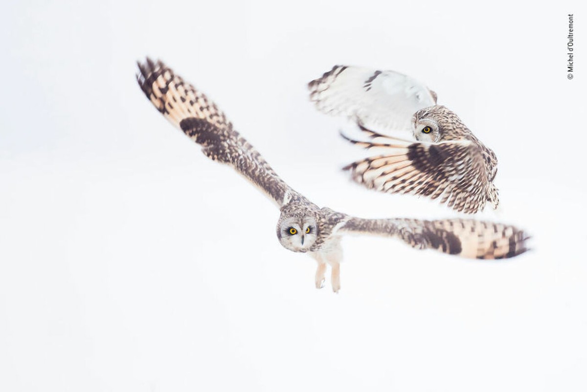 2018年度最佳野生动物摄影作品图集