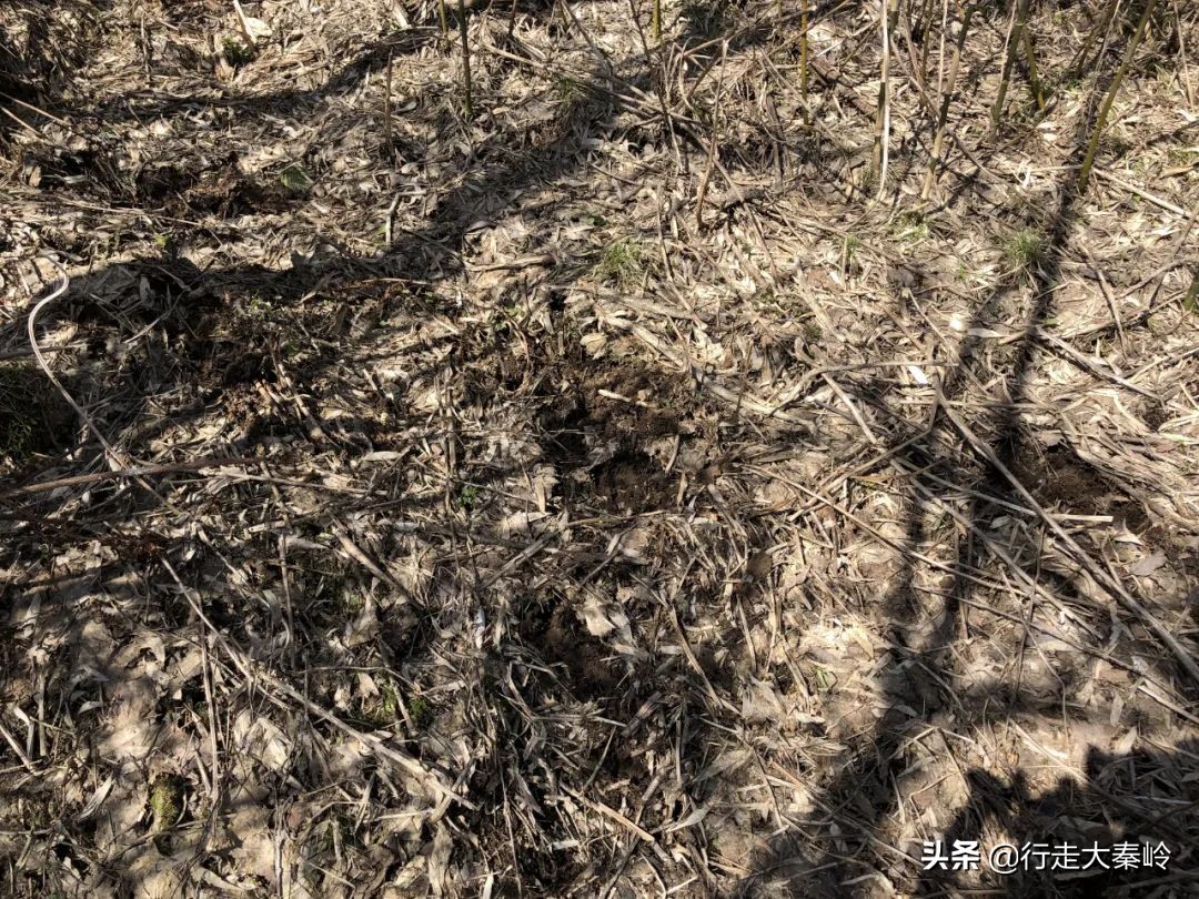 「36」脚踩光头一轮日心骋鹿角生净土——2020.04.12一日光鹿穿越