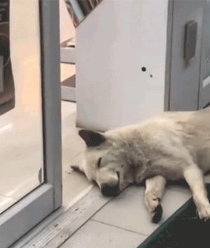 神回复的含义是什么,神回复的语句