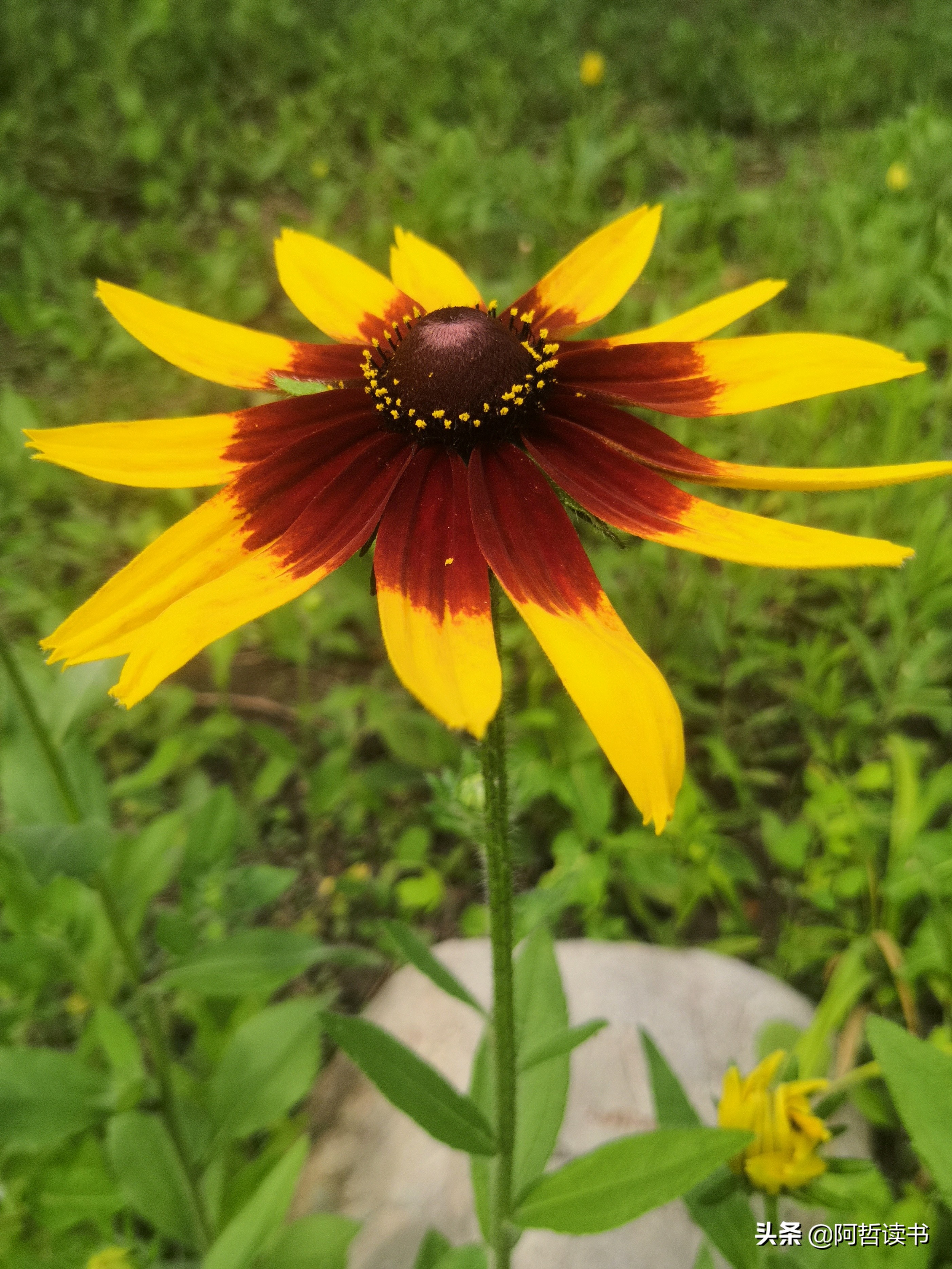 黑心金光菊:花名不雅,花姿灿烂,菊花里独特耀眼的一款