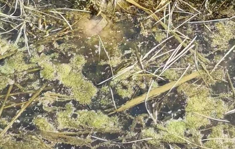 黄鳝成长在泥土里吗,野生黄鳝幼苗是怎么样过冬的