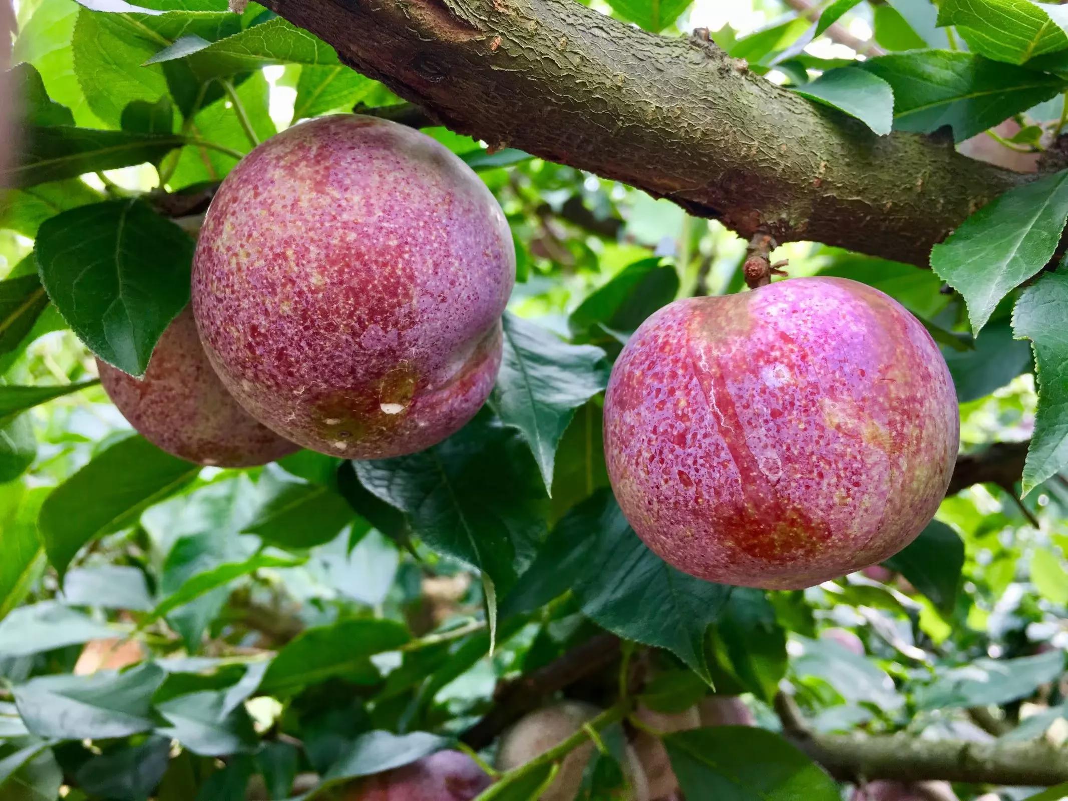 为什么桃养人杏伤人李子树埋人,桃养人杏伤人李子树下埋死人对吗