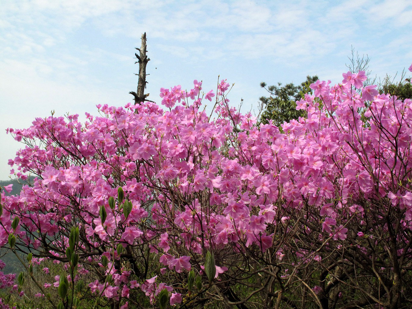 四明山华顶杜鹃,浙东华顶杜鹃群落