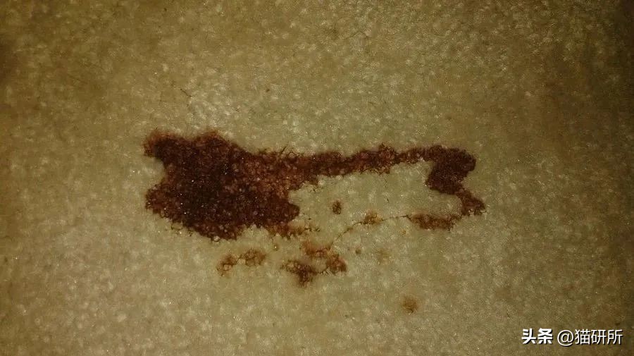 猫咪呕吐物判断表图解,怎么判断猫咪呕吐物是不是血