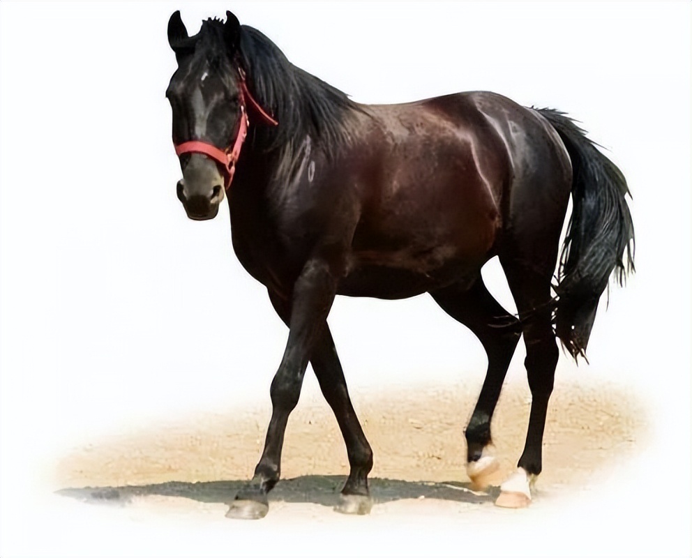 拍马溜须是什么成语,溜须拍马的成语