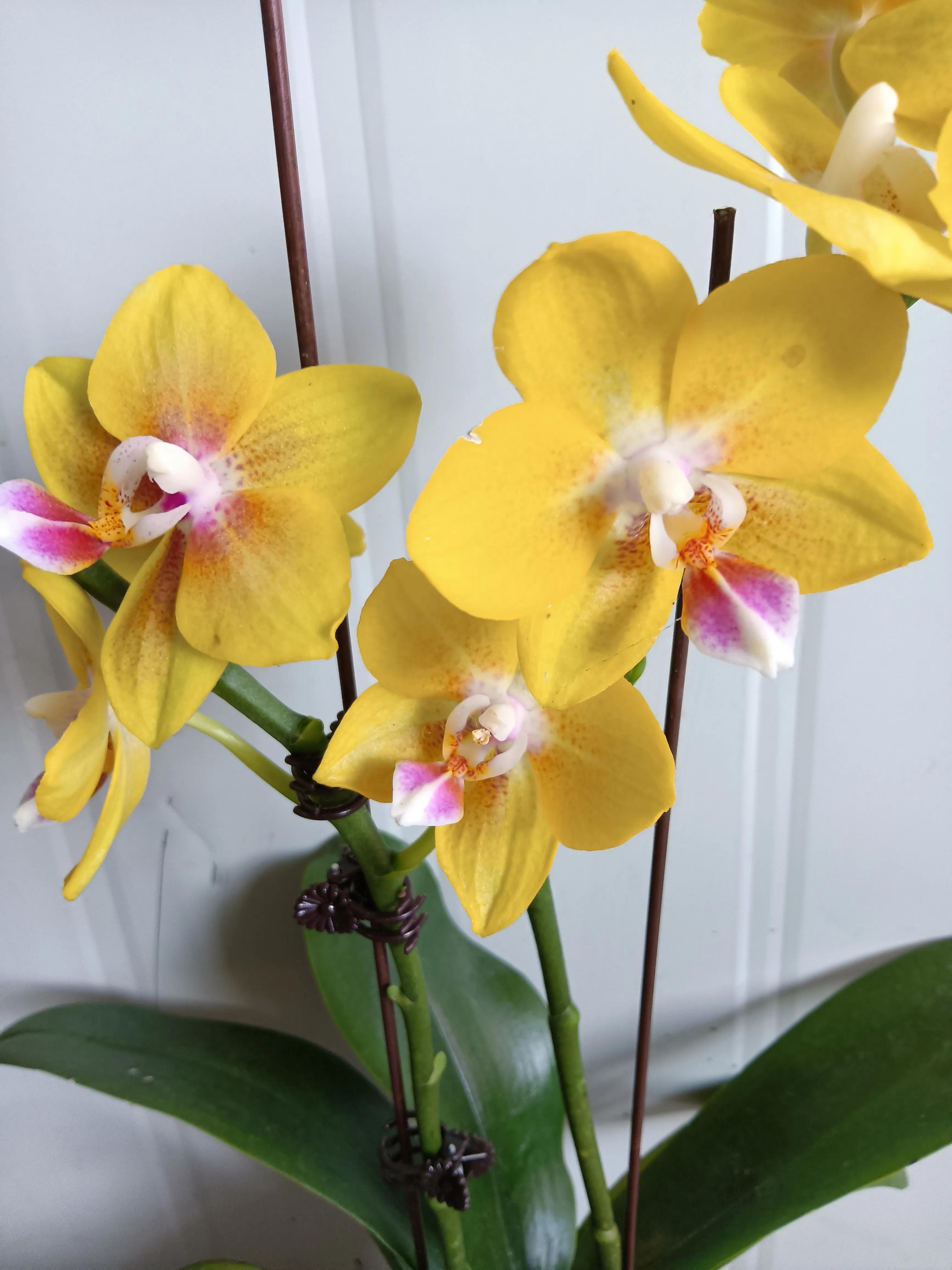 直播间买的花真的好吗,有没有在直播间买花的