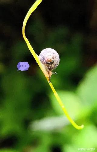 蜗牛高清壁纸4k全屏,蜗牛唯美动画壁纸