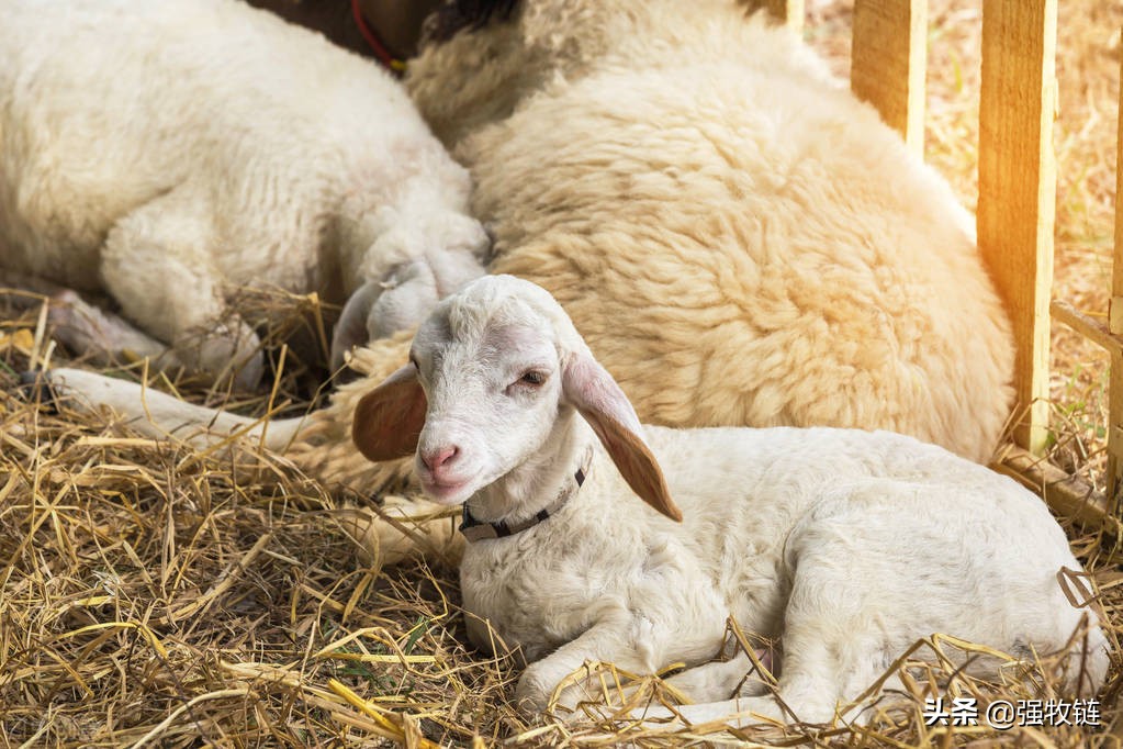 羔羊的护理方法和注意事项,新生羔羊怎么养护