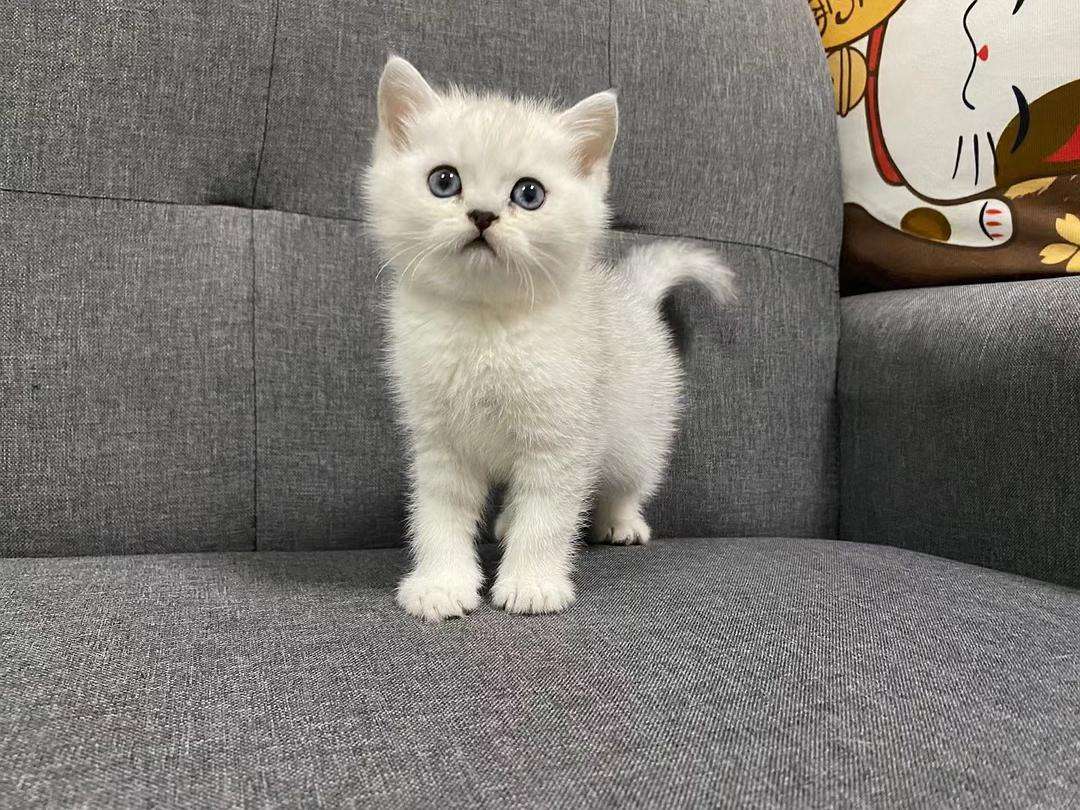 银渐层优势,银渐层战斗力为什么那么高