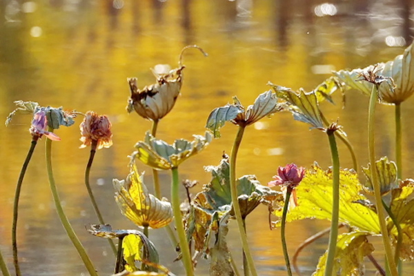苏轼最豁达的一句诗,苏轼八句诗道尽人生百态