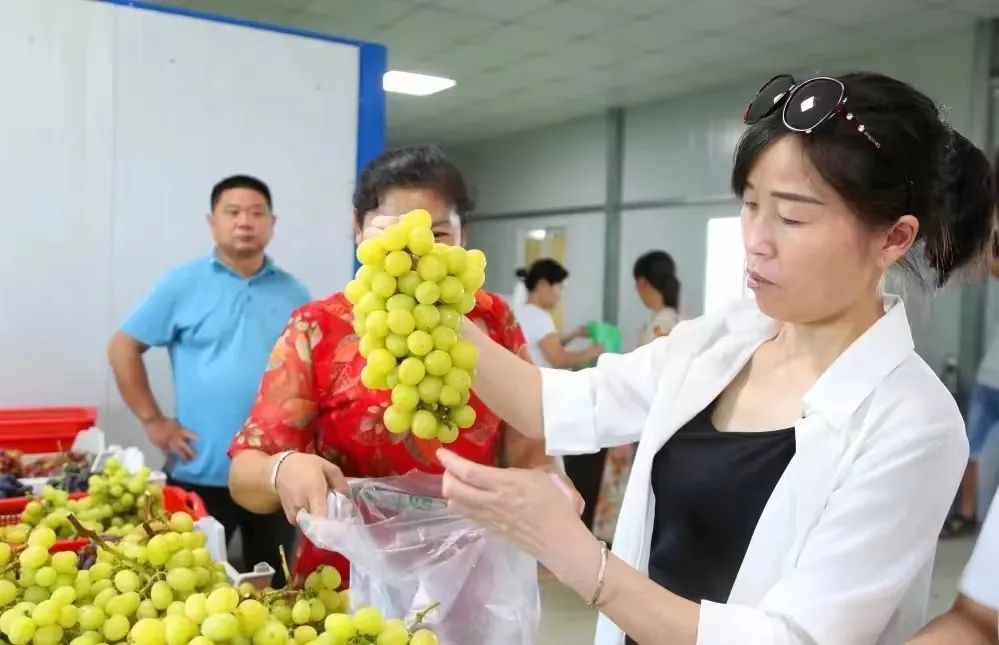 优质农产品葡萄丰收,葡萄丰收助力三农